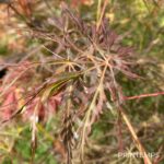 Acer palmatum 'Emma' - Érable du Japon