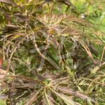 Acer palmatum 'Emma' - Érable du Japon