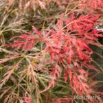Acer palmatum 'Emma' - Érable du Japon