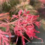 Acer palmatum 'Emma' - Érable du Japon