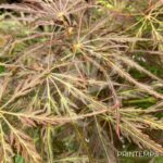 Acer palmatum 'Emma' - Érable du Japon