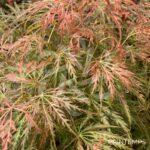 Acer palmatum 'Emma' - Érable du Japon