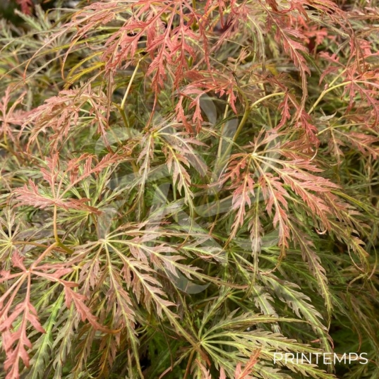 Acer palmatum 'Emma' - Érable du Japon