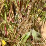 Acer palmatum 'Emma' - Érable du Japon
