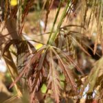 Acer palmatum 'Emma' - Érable du Japon