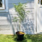 Acer palmatum 'Emma' - Érable du Japon