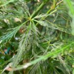 Acer palmatum 'Emma' - Érable du Japon