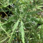 Acer palmatum 'Emma' - Érable du Japon