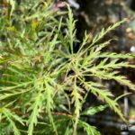 Acer palmatum 'Emma' - Érable du Japon