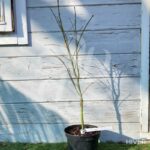 Acer palmatum 'Emma' - Érable du Japon