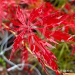 Acer palmatum 'Garnet Korea' - Érable du Japon