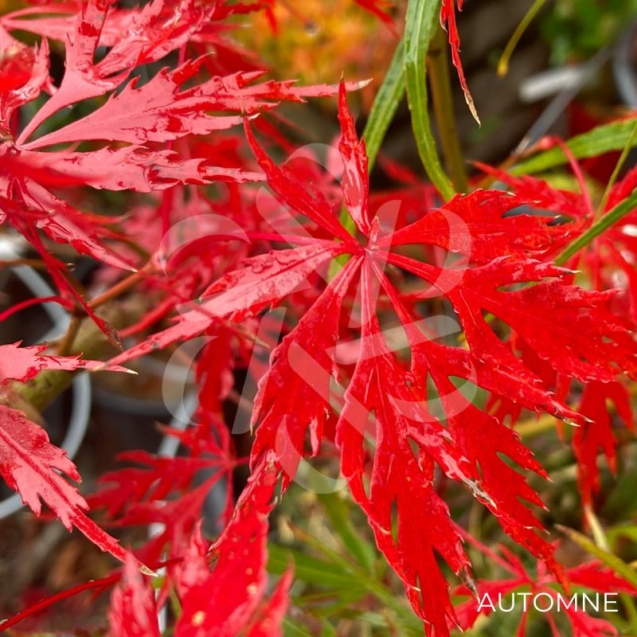 Acer palmatum 'Garnet Korea' - Érable du Japon