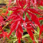 Acer palmatum 'Garnet Korea' - Érable du Japon