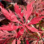 Acer palmatum 'Garnet Korea' - Érable du Japon