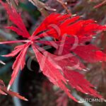 Acer palmatum 'Garnet Korea' - Érable du Japon