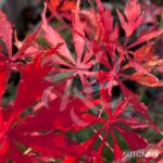 Acer palmatum 'Garnet Korea' - Érable du Japon