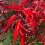 Acer palmatum 'Garnet Korea' - Érable du Japon