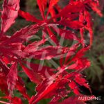 Acer palmatum 'Garnet Korea' - Érable du Japon