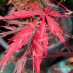 Acer palmatum 'Garnet Korea' - Érable du Japon