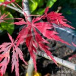 Acer palmatum 'Garnet Korea' - Érable du Japon