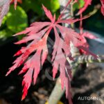 Acer palmatum 'Garnet Korea' - Érable du Japon