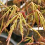 Acer palmatum 'Garnet Korea' - Érable du Japon