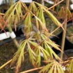 Acer palmatum 'Garnet Korea' - Érable du Japon