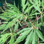Acer palmatum 'Garnet Korea' - Érable du Japon