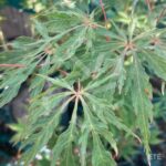 Acer palmatum 'Garnet Korea' - Érable du Japon