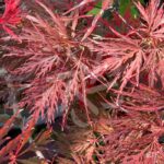 Acer palmatum 'Garnet Korea' - Érable du Japon