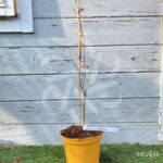 Acer palmatum 'Garnet Korea' - Érable du Japon
