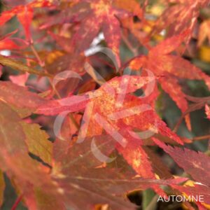 Acer palmatum 'Lydia' - Érable du Japon