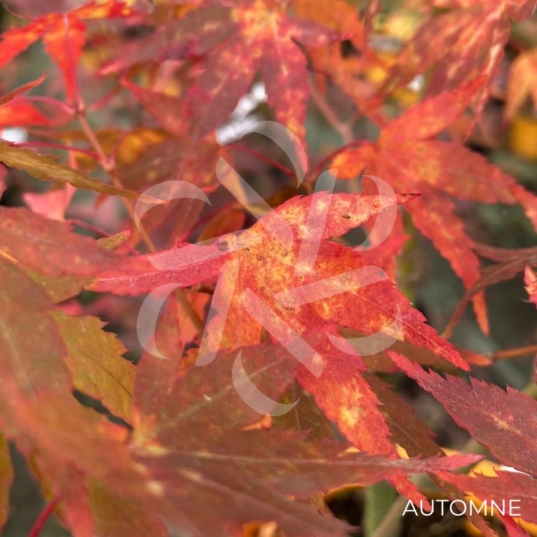 Acer palmatum 'Lydia' - Érable du Japon
