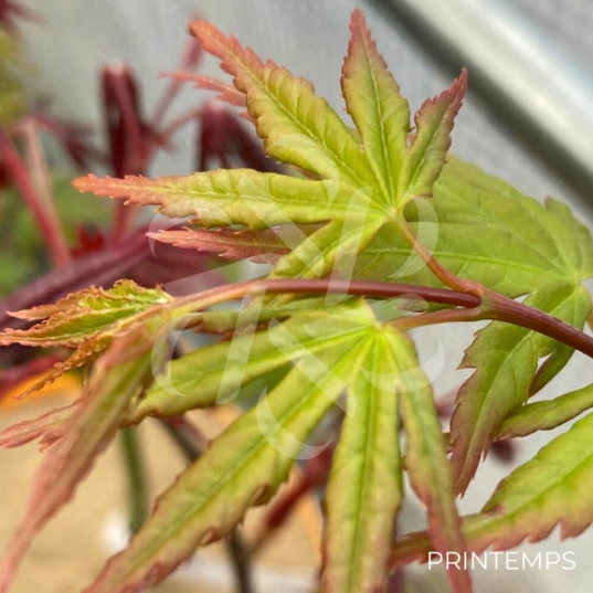 Acer palmatum 'Lydia' - Érable du Japon