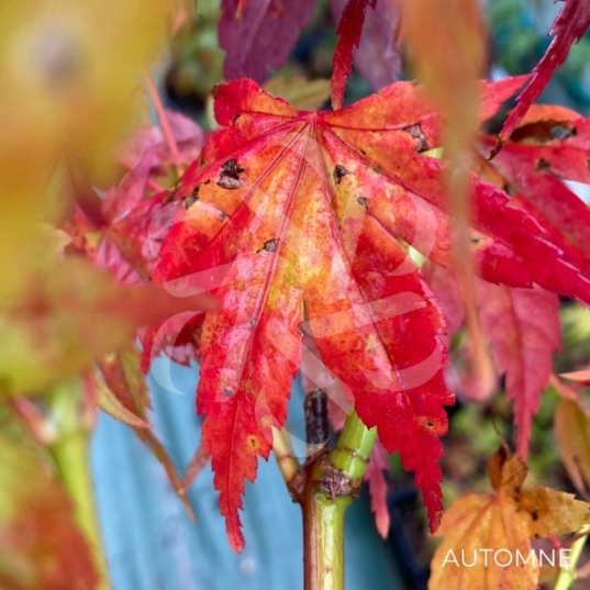Acer palmatum 'Momoiro Kōya San' - Érable du Japon
