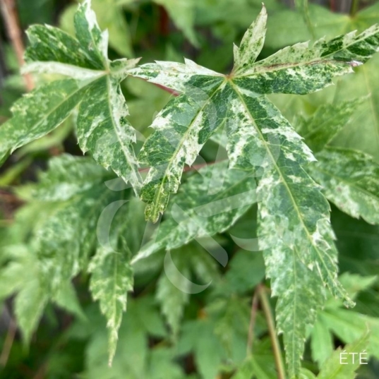 Acer palmatum 'Momoiro Kōya San' - Érable du Japon