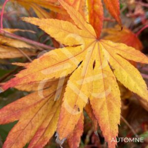 Acer palmatum 'Mūko Gasa' - Érable du Japon