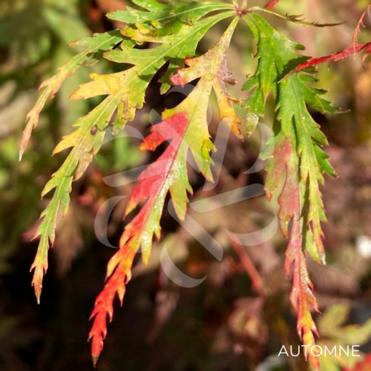 Acer palmatum 'Murakumo shidare' - Érable du Japon