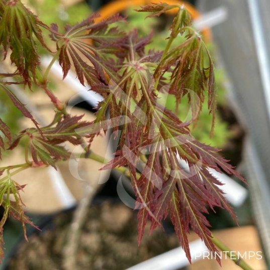 Acer palmatum 'Murakumo shidare' - Érable du Japon
