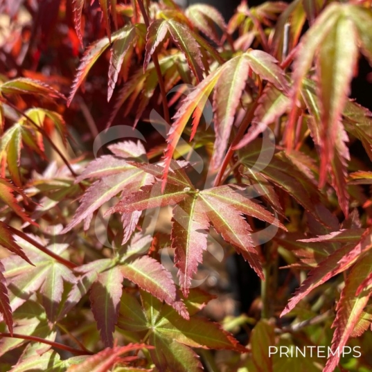 Acer palmatum 'Murasaki Kiyohime' - Érable du Japon