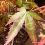 Acer palmatum 'Murasaki Kiyohime' - Érable du Japon