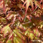 Acer palmatum 'Murasaki Kiyohime' - Érable du Japon