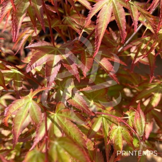 Acer palmatum 'Murasaki Kiyohime' - Érable du Japon