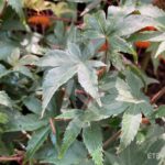 Acer palmatum 'Murasaki Kiyohime' - Érable du Japon