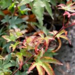 Acer palmatum 'Murasaki Kiyohime' - Érable du Japon