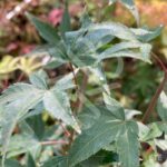 Acer palmatum 'Murasaki Kiyohime' - Érable du Japon