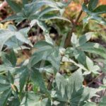 Acer palmatum 'Murasaki Kiyohime' - Érable du Japon