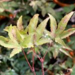Acer palmatum 'Murasaki Kiyohime' - Érable du Japon