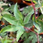 Acer palmatum 'Murasaki Kiyohime' - Érable du Japon