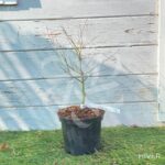 Acer palmatum 'Murasaki Kiyohime' - Érable du Japon